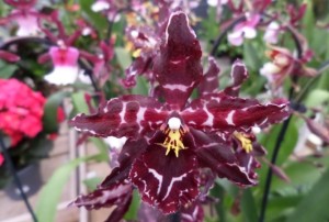 cambria orchidée 2020-06