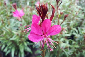 Gaura 2020-01