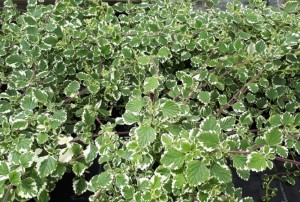 Plectranthus 2020-01