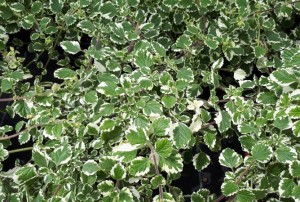 Plectranthus 2020-02