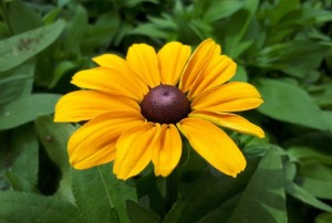 Rudbeckia 2020-02
