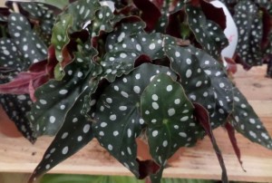 begonia variété spéciale 2020-01