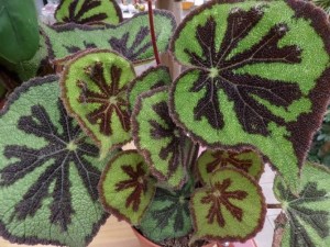 begonia variété spéciale 2020-02