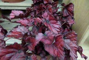 begonia variété spéciale 2020-01
