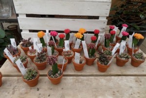 cactus 2020-01