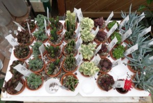 cactus 2020-02