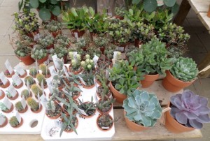 cactus 2020-03