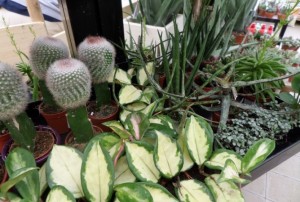 cactus 2020-04
