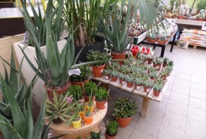 cactus 2020-05