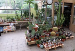 cactus 2020-06