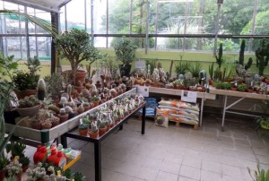 cactus 2020-07