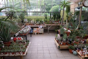 cactus 2020-08