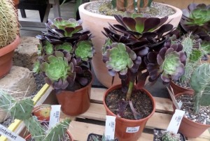 cactus 2020-09