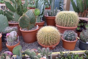 cactus 2020-10