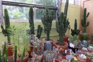 cactus-2020-11