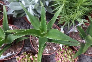 cactus-2020-13