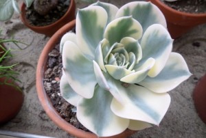cactus-2020-14