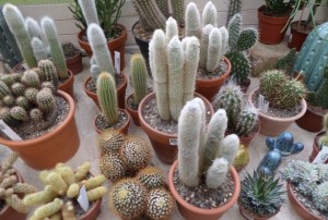 cactus-2020-15