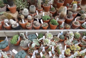 cactus-2020-16