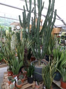 cactus-2020-17