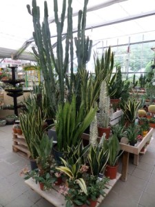 cactus-2020-18