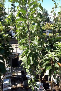Fruitier colonne 2020-01
