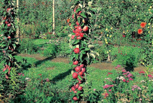 Fruitier colonne 2020-04