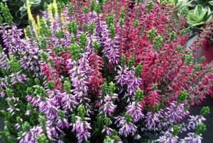 Calluna 2020-01