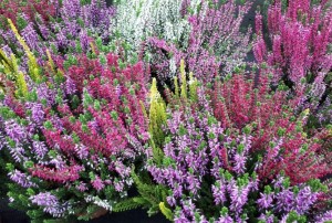 Calluna 2020-02