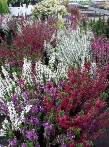 Calluna 2020-03