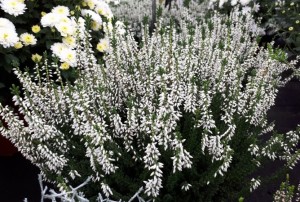 Calluna 2020-04