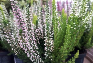 Calluna 2020-05