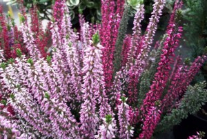 Calluna 2020-06