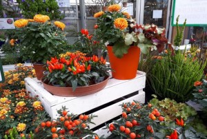 automne 2020-06