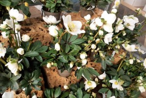 Hellebore janvier 2022-05