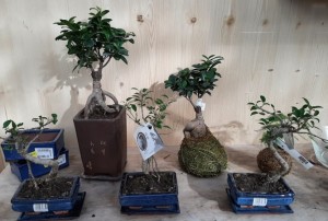 bonsai 2021-01