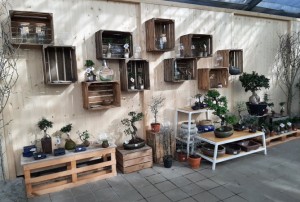 bonsai 2021-02