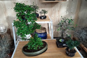 bonsai 2021-04