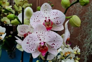 orchidées 2021-02