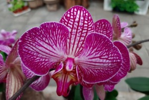 orchidées 2021-05