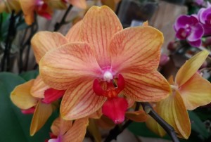 orchidées 2021-06