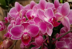 orchidées 2021-07