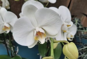 orchidées 2021-08