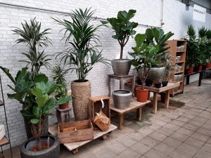 serre 2021-12