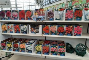 bulbes d'été mars 2021-05