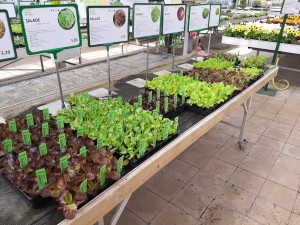 légumes bio