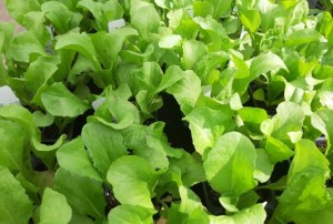 salades d'hiver 2021-01