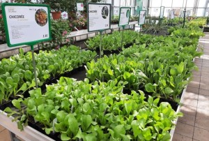 salades d'hiver 2021-02