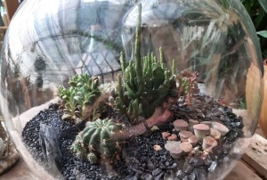 terrarium 2021-02