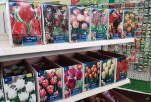 bulbes printemps 2021-03